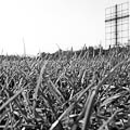 papal grass